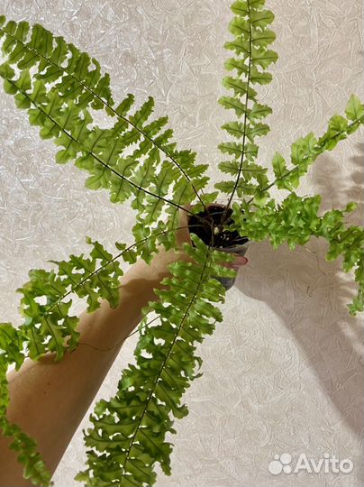 Нефролеписы сортовые