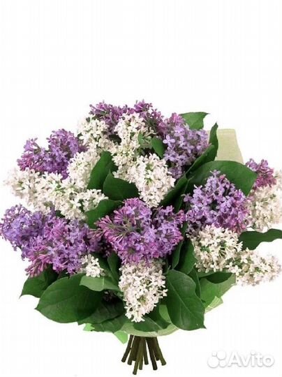 Букет из сирени весенние цветы
