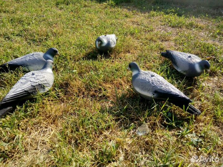 Голубь Вяхирь чучело для охоты