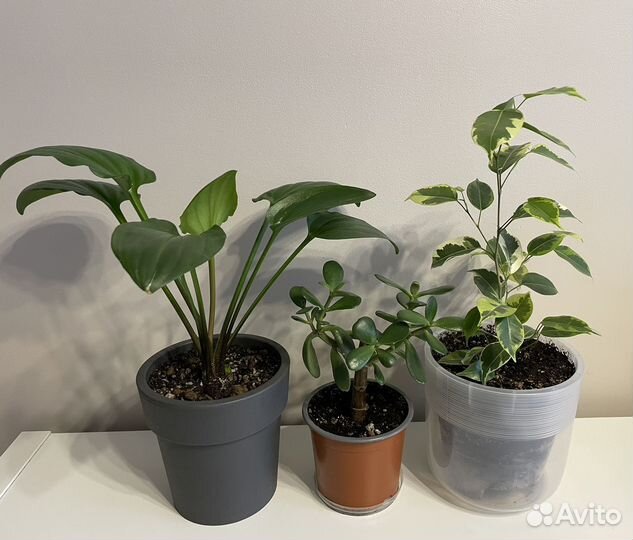 Дримиопсис,крассула,фикус