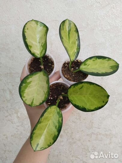 Хойи разные сорта