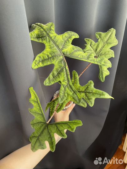 Алоказия Жаклин, Полли