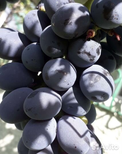 2-х летние саженцы винограда