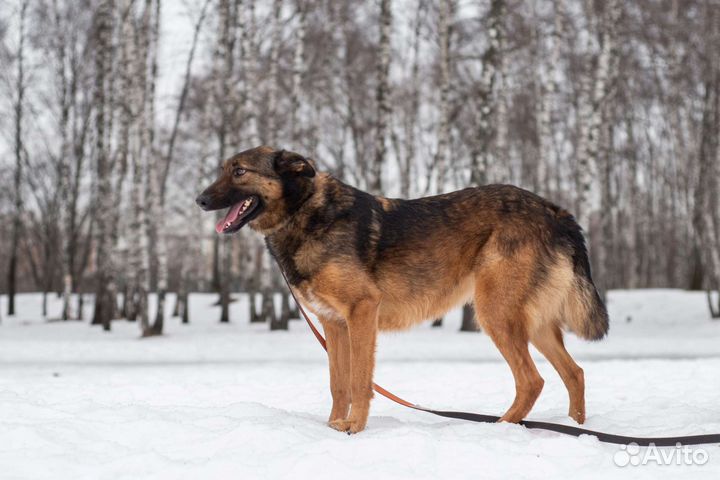 Собаки - сестрички ищут своих хозяев