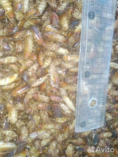 Кормовые сверчки,тараканы (только заморозка) опт