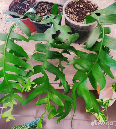 Эпифиллум Марниера (Epiphyllum Marniera)