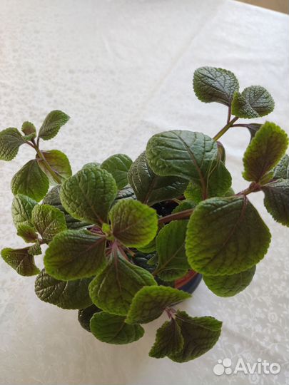 Плектрантус