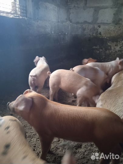 Поросенок кб+ Дюрок