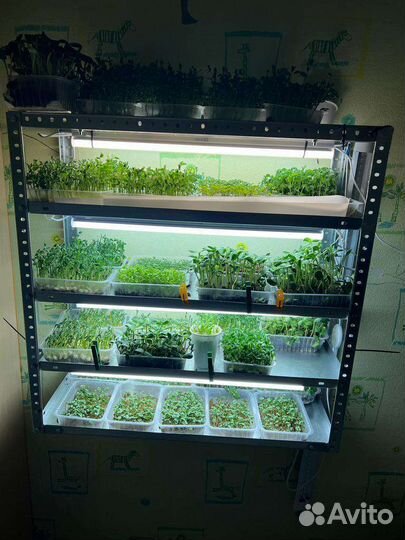 Семена гороха Мадрас (для микрозелени)