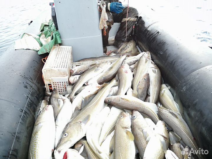 Морская рыбалка