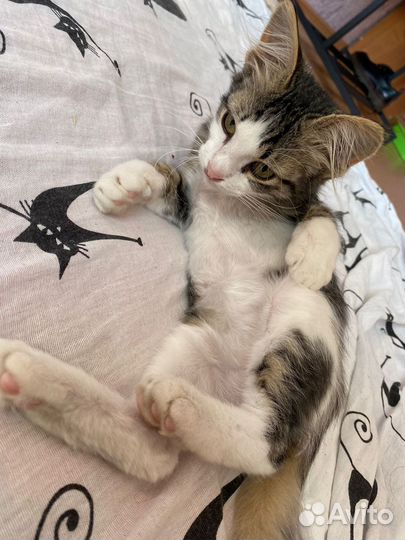 Домашние животные