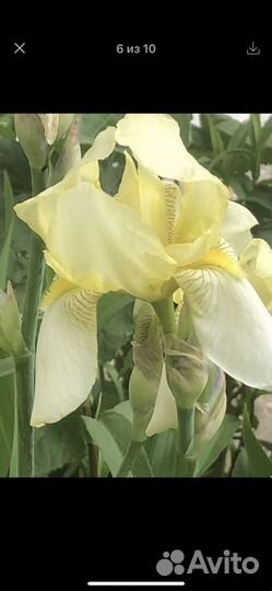 Ирис и др многолетники(заказы на приобретение)