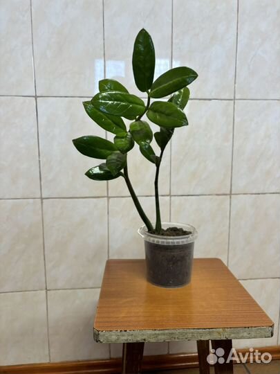 Комнатные цветы долларовое дерево