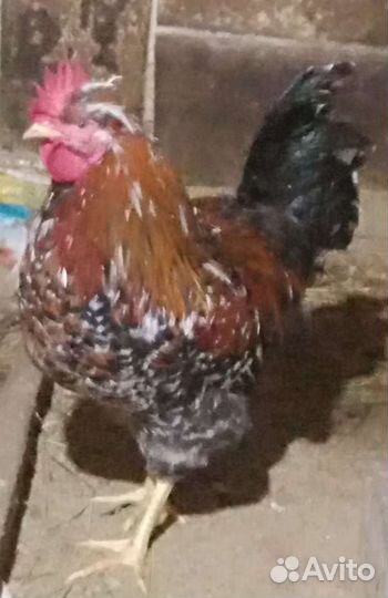 Ливенские ситцевые петухи