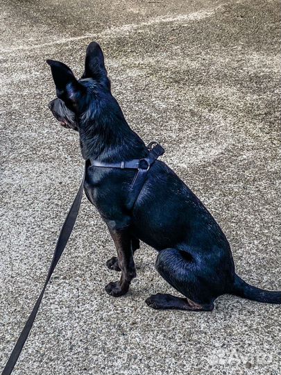 Щенок, девочка в добрые руки