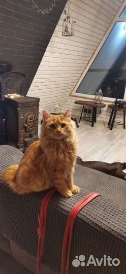 Котята курильский бобтейл