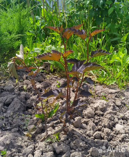 Декоративные кустарники