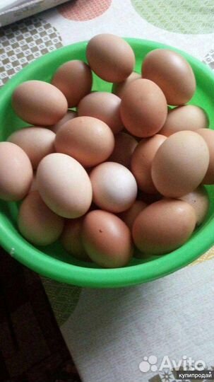 Домашние куриные яйца