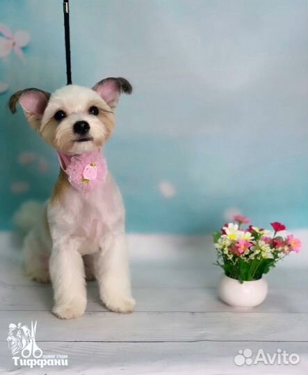 Продам щенков мальтийской болонки