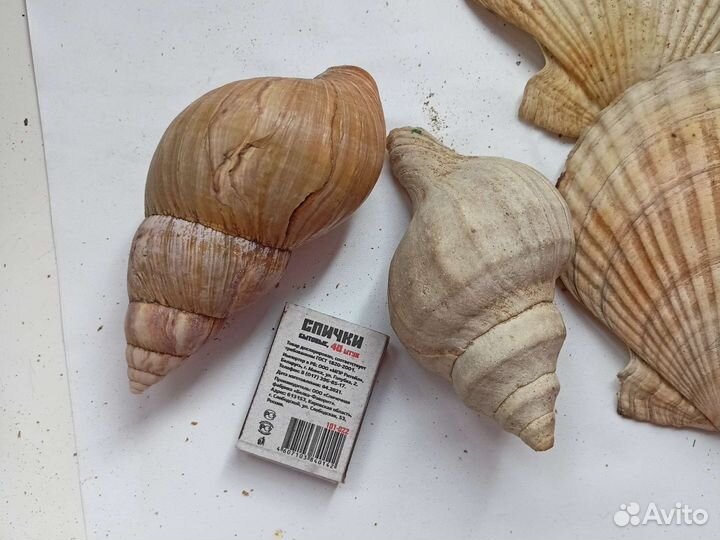 Морские ракушки раковины большие звезды