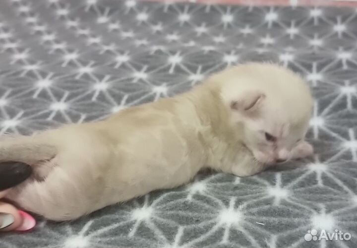 Бенгодетки