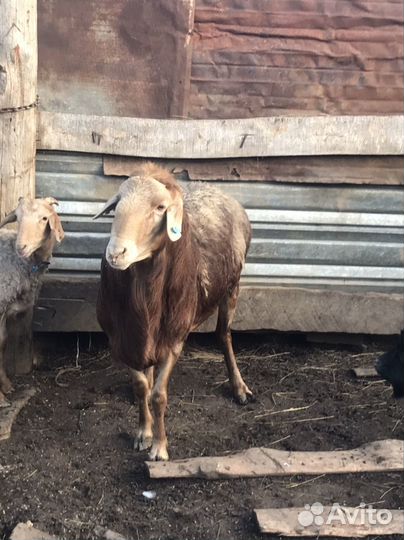 Баран.Эдильбаевский