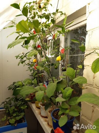 Лимон Мейера