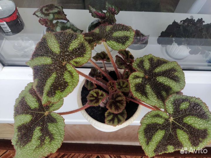 Бегония мэсона