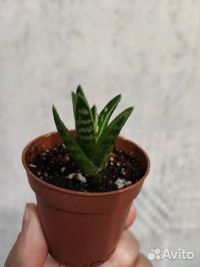 Суккуленты Хавортия и Гониалоэ