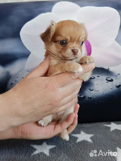 Щенки чихуахуа