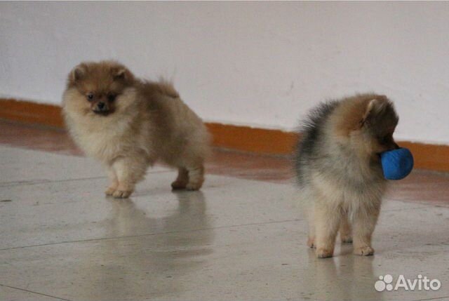 Шпиц померанец, медвежонок
