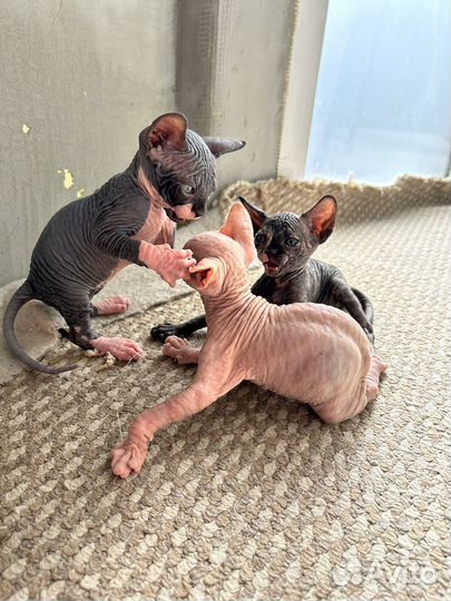 Канадский сфинкс