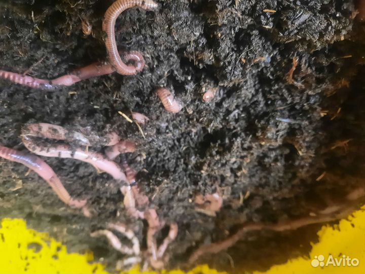 Черви для рыбалки дендробена венета