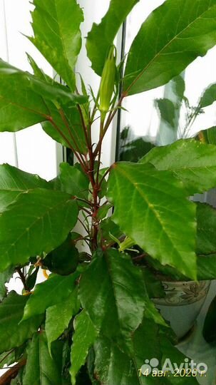 Гибискус, Толстянка