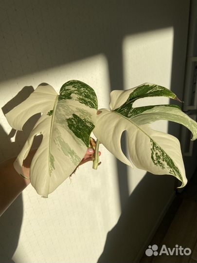 Монстера альба