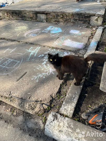 Кошечка ищет хозяев