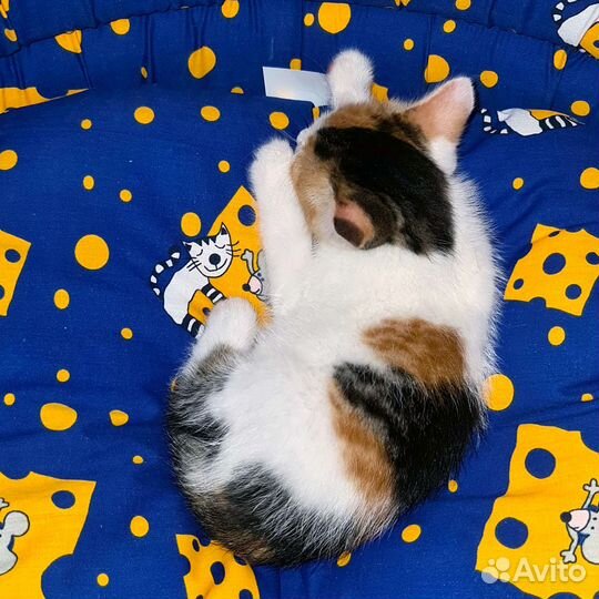 Котёнок от домашней кошки добрые руки трёхцветная
