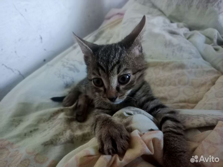Кошки в добрые руки