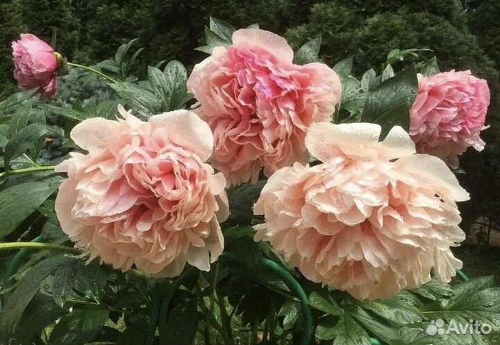 Пион глоуинг распберри роуз