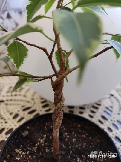 Фикус бенджамина плетеный