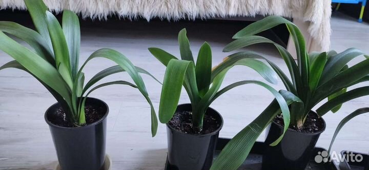 Кливия оранжевый