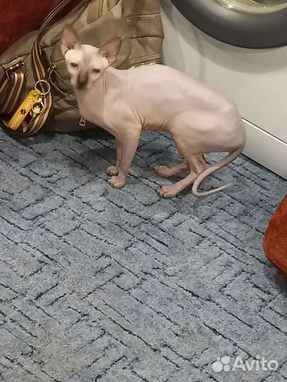 Сфинкс резинка