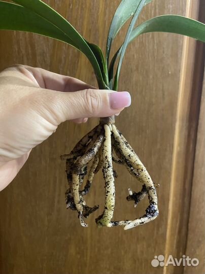 Комнатный цветок. Детка Кливии