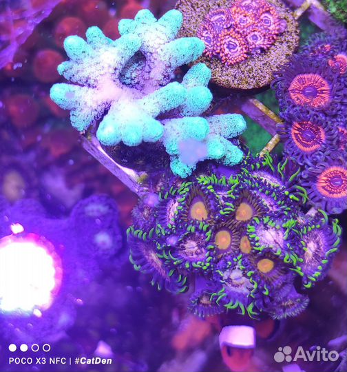 Кораллы для морского аквариума