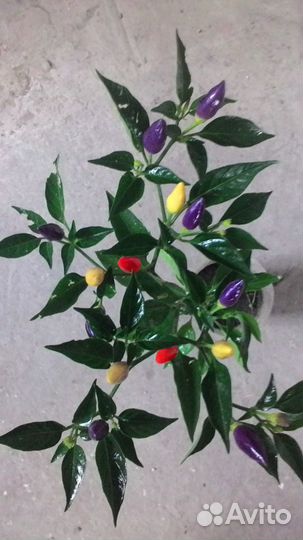 Продам Перец Маскарад