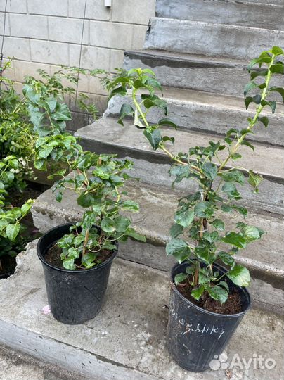 Гортензия черешковая