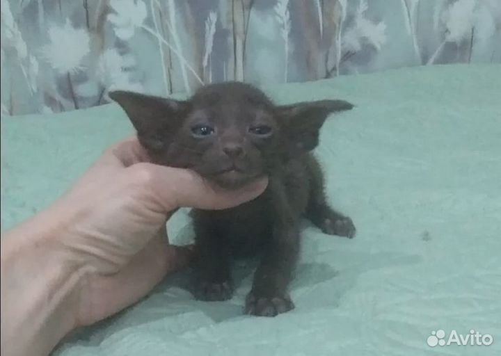 Ориентальные котята с родословными