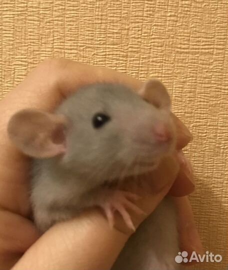 Передержка грызунов и попугаев