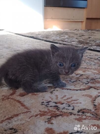 Отдам котят