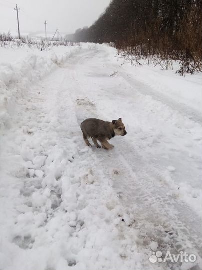 Щенки бесплатно в добрые руки